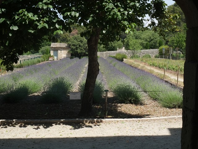 Lavendel im Garten des Van Gogh Museums